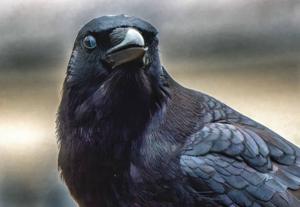 istock A large black bird arrives on the deck 2005693596