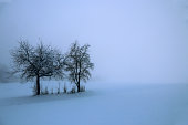 Icy dense fog in winter with trees in the snow