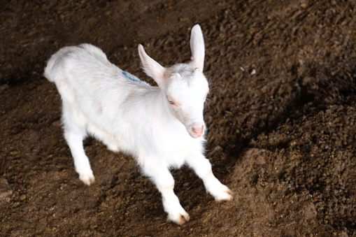 The Dairy goats on a small farm in Ontario, Canada