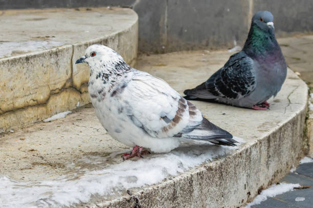 istock Two pigeons on a cold winter day on the stairs 2005710734