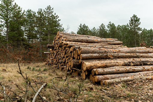 Woodpile in the forest