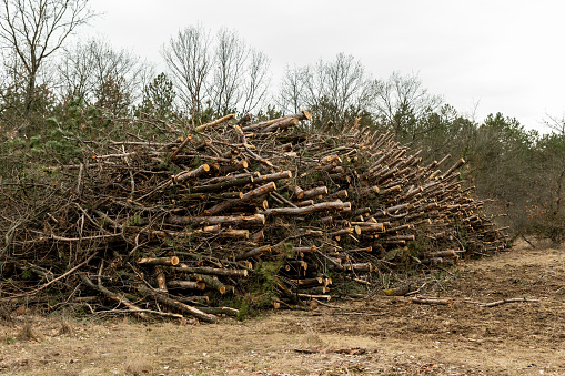 Pile of pine logs in the forest