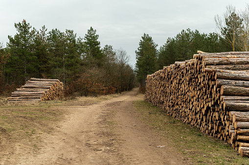 Woodpiles in the forest