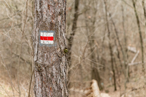 Tourist sign on a tree in the barren forest