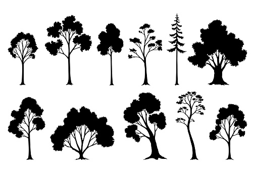 Trees silhouettes. Forest and park pines firs and spruces, coniferous and deciduous trees. Vector isolated retro images nature set.