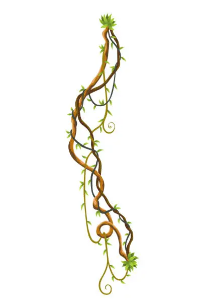 Vector illustration of Twisted wild lianas branches banner. Jungle vine plants. Woody natural tropical rainforest, exotic botany. Woody natural branches