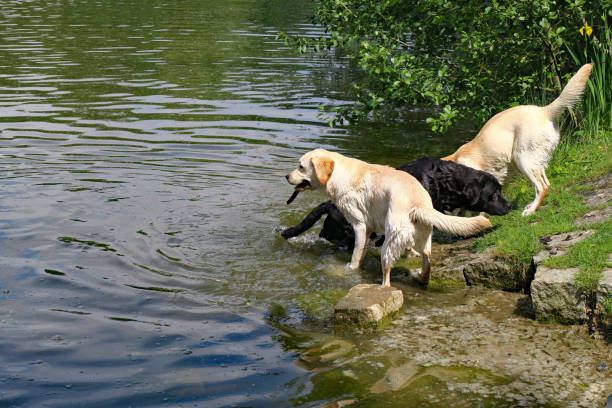 Golden retriever dog swimming by the sea