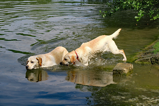 Dog white Labrador swims in the frame pool outdoors.