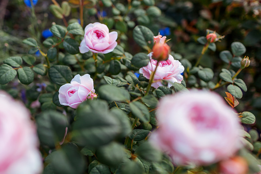 Pink Queen of Sweden rose blooming in summer garden by blue veronica. English shrub rose grow on flower bed at sunset