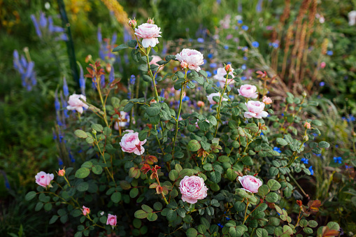 Pink Queen of Sweden rose blooming in summer garden by blue veronica. English shrub rose grow on flower bed at sunset