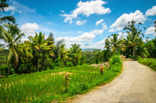 istock Beautiful Bali rice fields. Rice terraces in Bali, Indonesia 2005759712