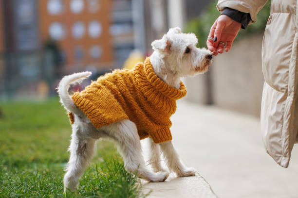 istock Young woman playing with her dog at park 2005783670