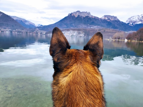 Dog looking towards Lake Annecy French Alps