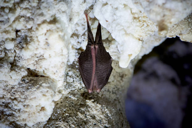 Lesser horseshoe bat hanging in a  cave (Rhinolophus hipposideros)