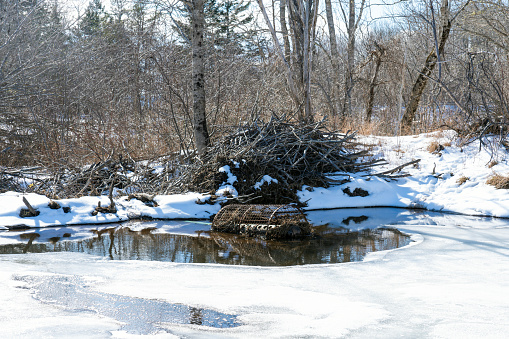 Beaver dams can cause flooding issues. This photo shows a deceiver system that allows drainage through the dam to maintain desired water levels upstream of the dam.