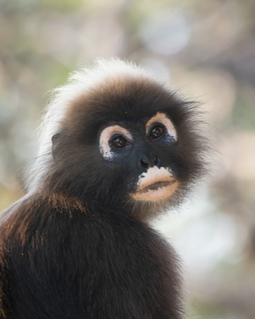 Close up shot of monkey with tail in mouth. Funny macaque in sacred monkey forest