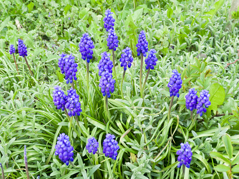 Close-up of a group of fresh small blue flowers of Muscari neglectum or common grape hyacinth in a garden in the shade. This image was taken with a mobile phone.
