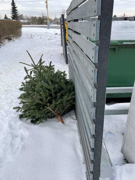 istock Discarded Christmas trees after New Year holidays. 2005810594