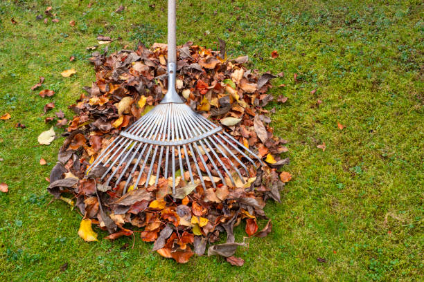istock Raked leaves and rake on green grass in autumn 2005813237