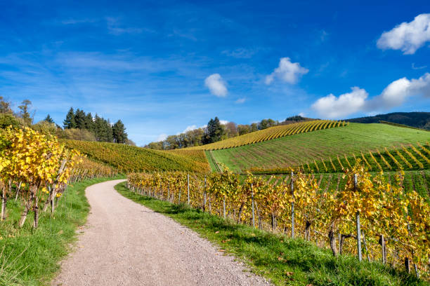 istock Winding road through vineyard in autumn. 2005813746
