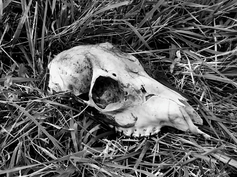 Black and white photo of  a Roe Deer skull found in a field in the Dordogne, France. Possibly a fawn owing to the size of the skull.