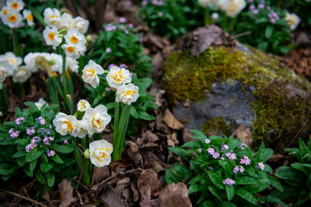 spring flowers, fresh flowers, outdoors