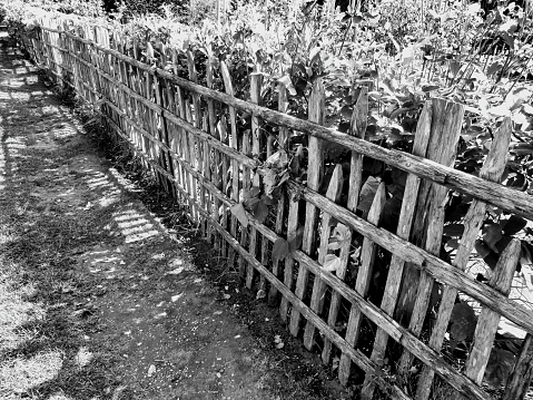 Black and white photo of  a rustic picket fence enclosing a fruit and vegetable garden