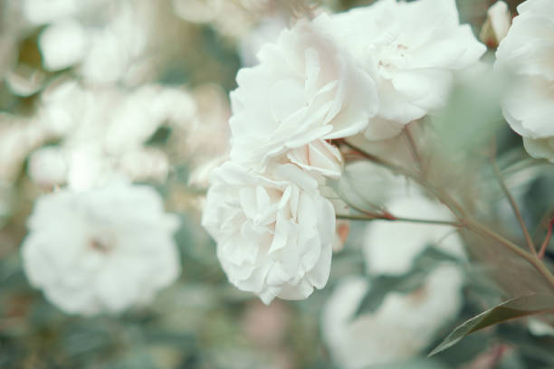 Blooming white roses in the garden. Selective focus, blurred background.