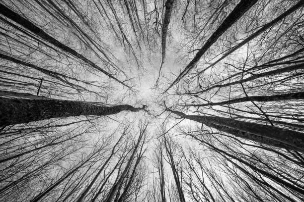 istock looking up through tree with trunk bark details black and white 2005830479