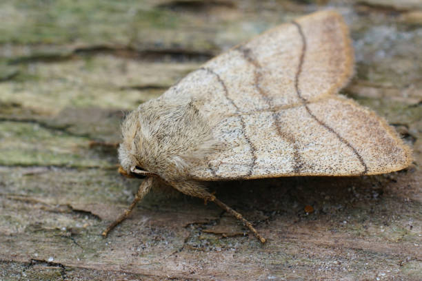 Closeup of a treble lines owlet moth (Charanyca trigrammica)