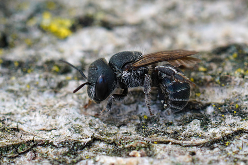 A Closeup of the dark black colored female of the Blue mason bee (Osmia caerulescens) sitting on wood