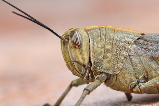 A closeup of an adult Egyptian locust (Anacridium aegyptium) sitting on a stone