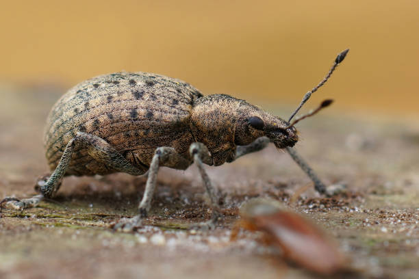 istock Closeup of a grey colored European weevil beetle (Liophloeus tessulatus) 2005851269