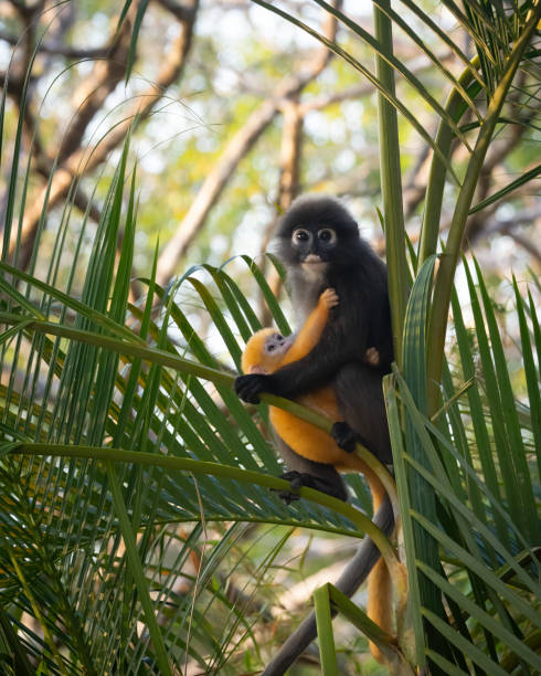 A cute mother and baby monkey in tropical rain forest