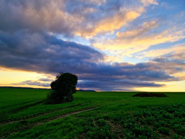 istock French countryside with green cultivated fields at sunset 2005862865