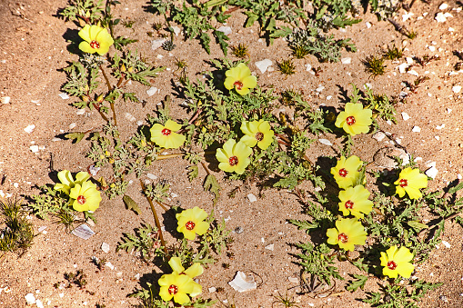 The bright yellow flowers of the Devils thorn (Tribulus zeyheri) in Namaqualand South Africa produces the terrible thorns the weed is named for.