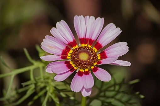 Tricolor daisy (Ismelia carinata) originates fro North Africa but is now widely cultivated as a garden plant.
