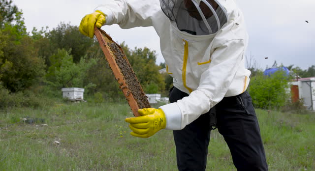 Beekeeper removing honeycomb from beehive.