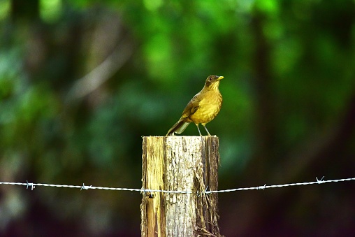 A  clay-colored thrush perches on a fence post in Costa Rica.