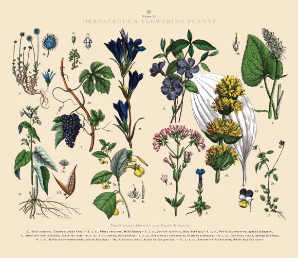 Very Rare, Beautifully Illustrated Antique Engraved Victorian Botanical Illustration of The Plant Kingdom Victorian Botanical Illustration published in 1853. Copyright has expired on this artwork. Digitally restored.
