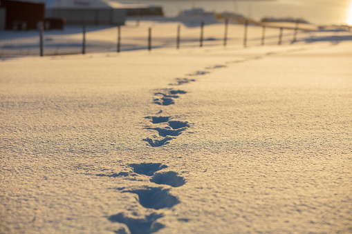 Animal tracks in the snow. Intertwined footprints of wild animals in the snow.