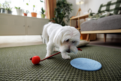 Cute little Maltese dog playing with rope toy