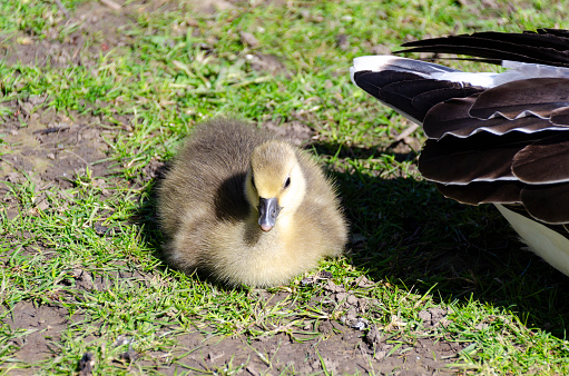 A goose and her ducklings by the river in York, England.