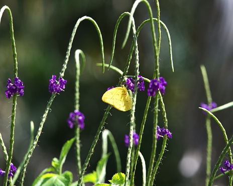 A cloudless sulphur butterfly gathers nectar from a purple flower in Costa Rica.
