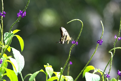 A yellow swallowtail butterfly gathers nectar from a plant in Costa Rica.
