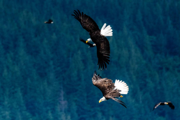 istock Bald eagles catch the wind currents as they angle themselves to dive down for hake fish rising to the surface of the water near Jimmy Judd Island, BC 2005901115