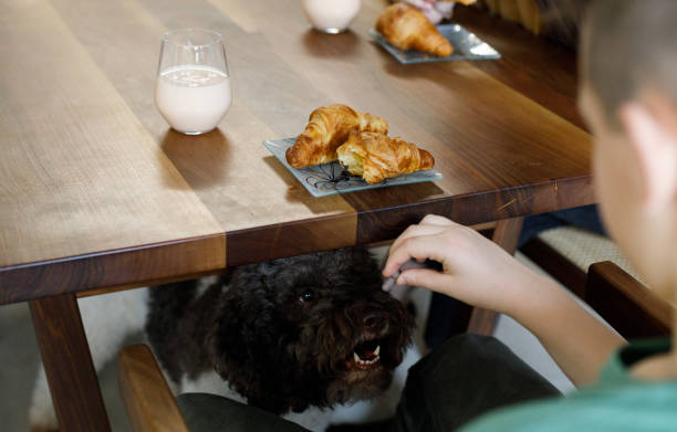 istock Morning with my pet in our kitchen 2005913939
