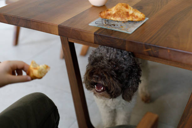 istock Morning in the kitchen with our dog 2005914509
