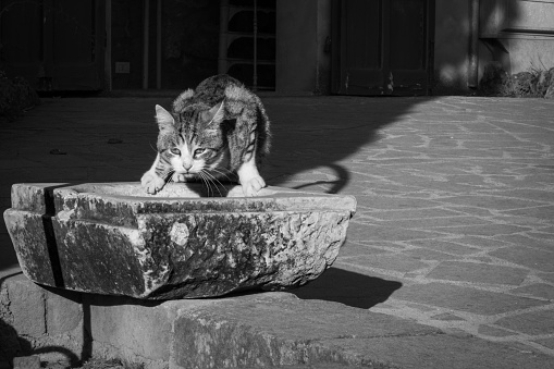 Cat drinking on a rocky bowl with rusty machin