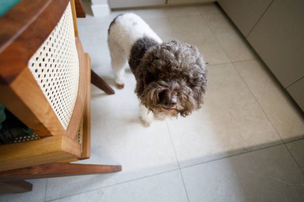 Morning in the kitchen with our dog